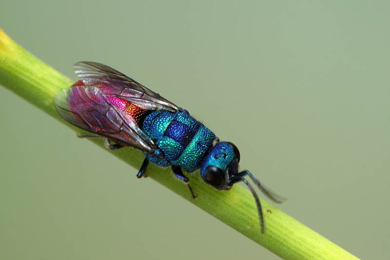 chrysis? maschio Hedychrum nobile